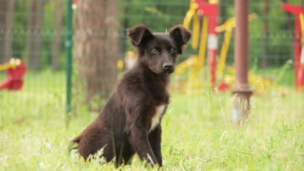 Perro sin hogar sentado en la hierba — Vídeos de Stock