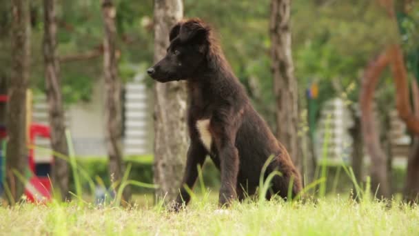 Hemlös hund sitter i gräset — Stockvideo