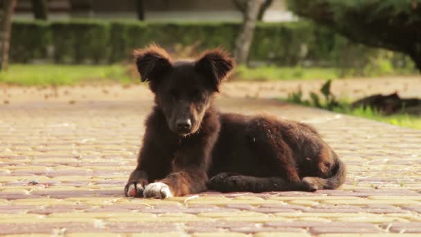 Zatoulaný pes sedí v ulici — Stock video