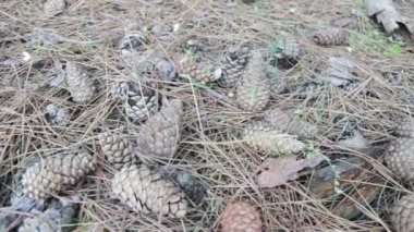 Bir çam ormanı içinde koniler