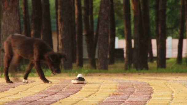 Zatoulaný pes sedí v ulici — Stock video