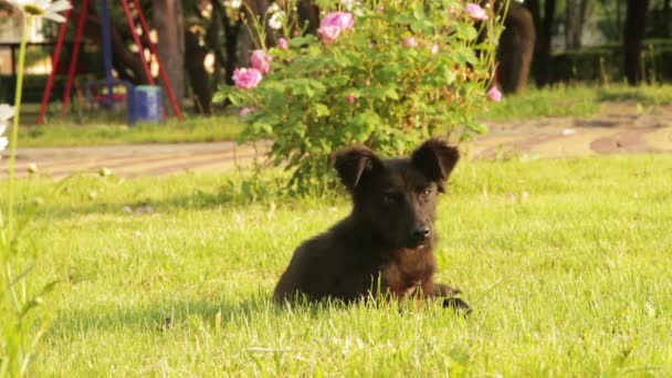 Hemlös hund sitter i gräset — Stockvideo