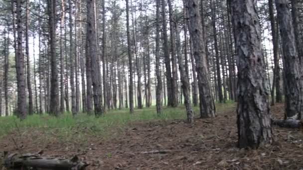 Bosque de pinos y árboles en verano con rotación — Vídeo de stock