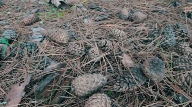 Bir çam ormanı içinde koniler