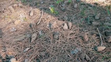 Bir çam ormanı içinde koniler