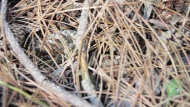 Bir çam ormanı içinde koniler