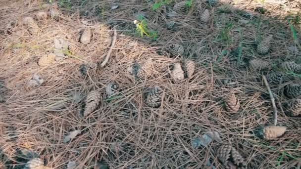 Cones em uma floresta de pinheiro — Vídeo de Stock