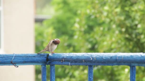 Gorrión sentado en la barandilla del balcón — Vídeos de Stock