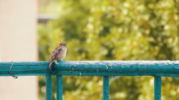 Sparrow na zábradlí balkonu — Stock video