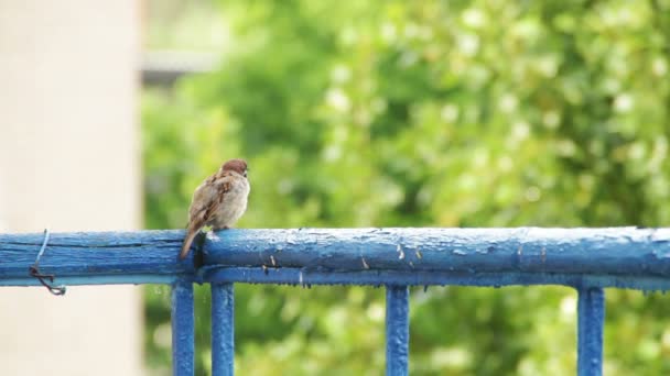 Sparrow sitter på räcket på balkongen — Stockvideo