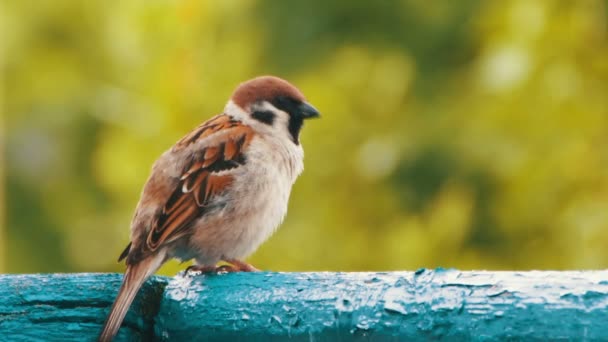 Sparrow sitter på räcket på balkongen — Stockvideo