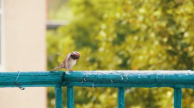 Balkon korkuluk üzerinde oturan serçe