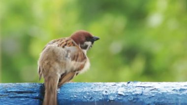 Balkon korkuluk üzerinde oturan serçe