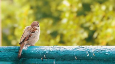 Balkon korkuluk üzerinde oturan serçe