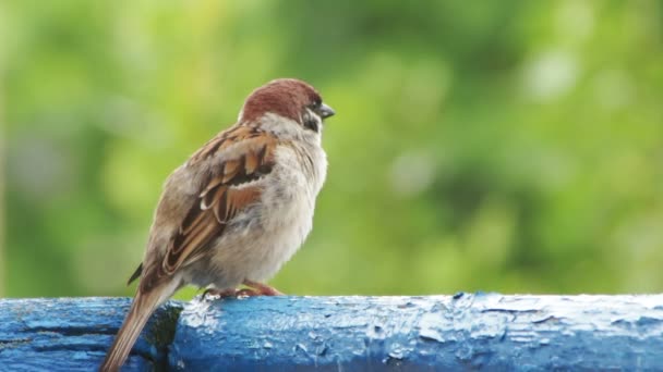 Sparrow sitter på räcket på balkongen — Stockvideo