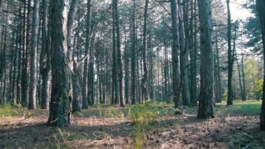 Çam ormanı ve ağaçlar yaz döndürme
