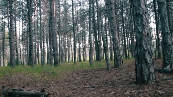 Kiefernwald und Bäume im Sommer mit Rotation — Stockvideo