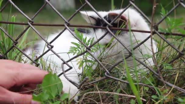 एक व्यक्ति के साथ खेलते हुए घास में बिल्ली — स्टॉक वीडियो