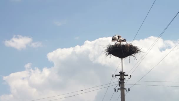 Storkar sitter i ett bo på en pelare — Stockvideo