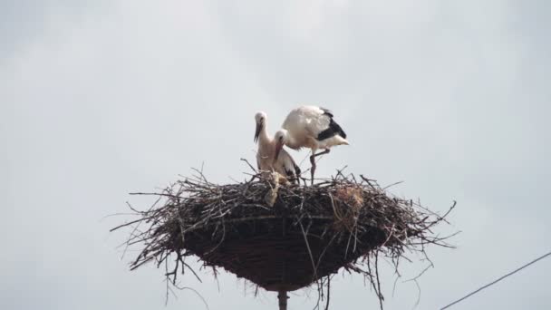 Cigüeñas están sentadas en un nido sobre un pilar — Vídeo de stock