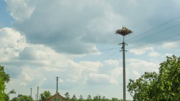 Störche sitzen in einem Nest auf einer Säule. Zeitraffer — Stockvideo