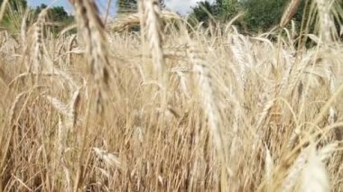 Mısır gevreği alan ve Spikelets