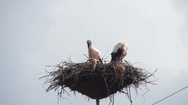 Les cigognes sont assises dans un nid sur un pilier — Video