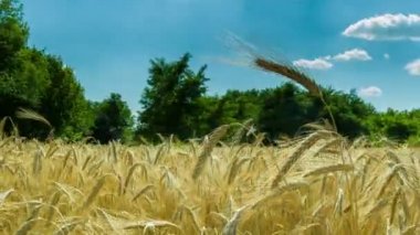 Buğday alan ve Spikelets. Zaman atlamalı