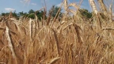 Mısır gevreği alan ve Spikelets