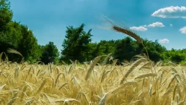 Tarweveld en Spikelets. Time-lapse — Stockvideo