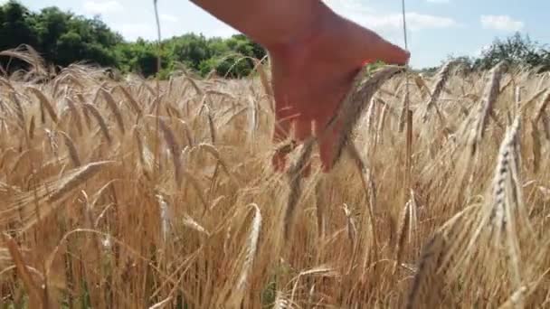 Champ de blé et épillets — Video