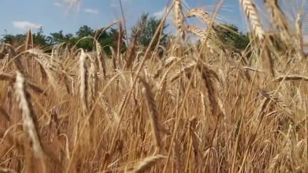 Granen veld en Spikelets — Stockvideo