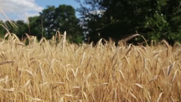 Campo de trigo y espiguillas — Vídeo de stock