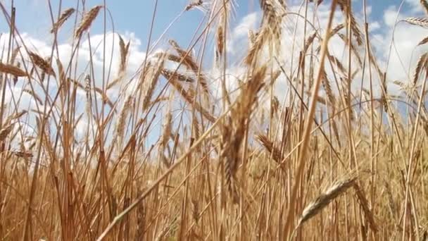 Vete fält och Spikelets — Stockvideo