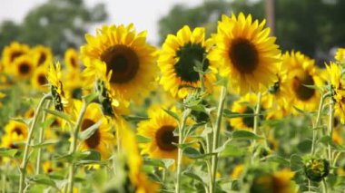 Tarlada ayçiçekleri