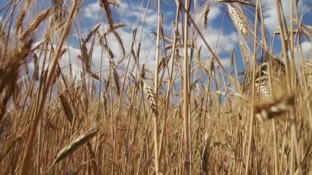 Campo de trigo e espiguetas — Vídeo de Stock