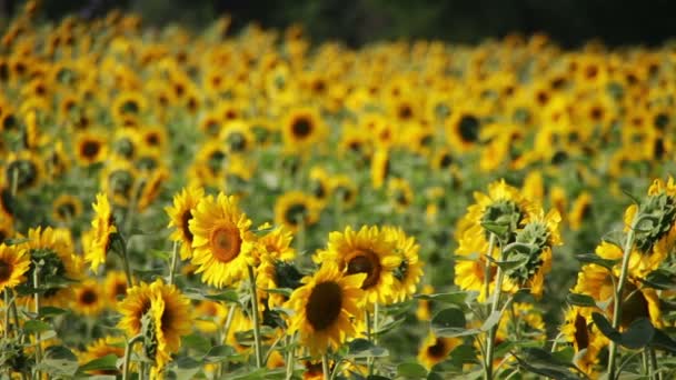 Zonnebloemen in het veld — Stockvideo