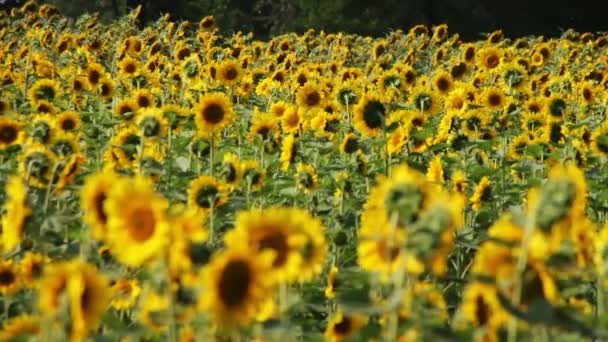 Girasoles en el campo — Vídeo de stock