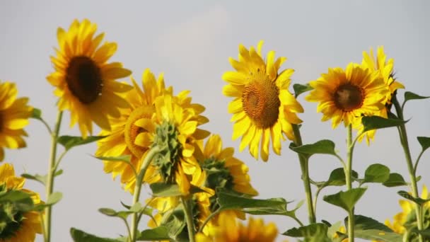 Girasoles en el campo — Vídeos de Stock