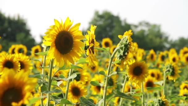 Girasoli nel campo — Video Stock