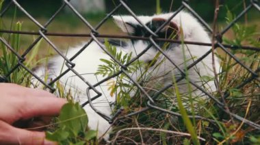 Kedi ile bir kişi oynayan çim