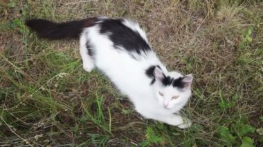 Kedi ile bir kişi oynayan çim