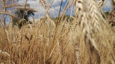 Buğday alan ve Spikelets