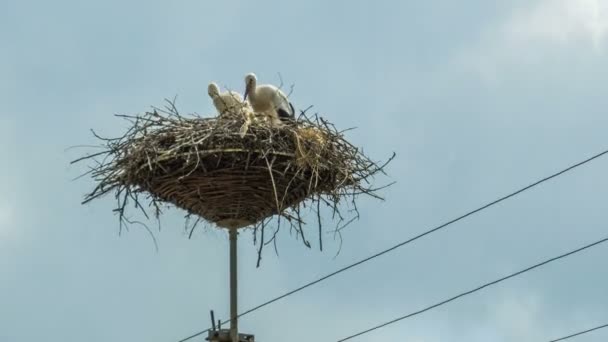 Las cigüeñas están sentadas en un nido en un pilar. Tiempo de caducidad — Vídeos de Stock