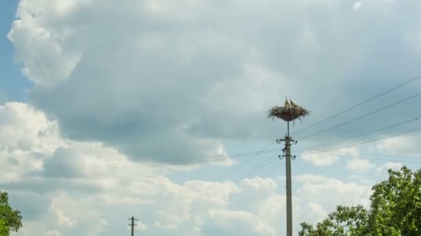 Лелеки сидять у гніздо на стовп. Уповільнена зйомка — стокове відео