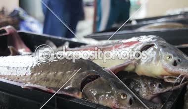 Buz Counter piyasada taze balık