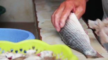 Gut balık. Balık temizler. Taze balık işleme.