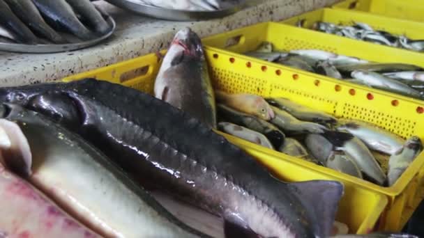 Peixes frescos no mercado de balcão — Vídeo de Stock