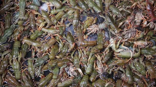 Fresh Crayfish are Sold at the Fish Market on the Counter — Stock Video