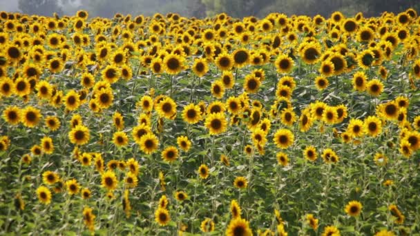 Tournesols dans les champs — Video